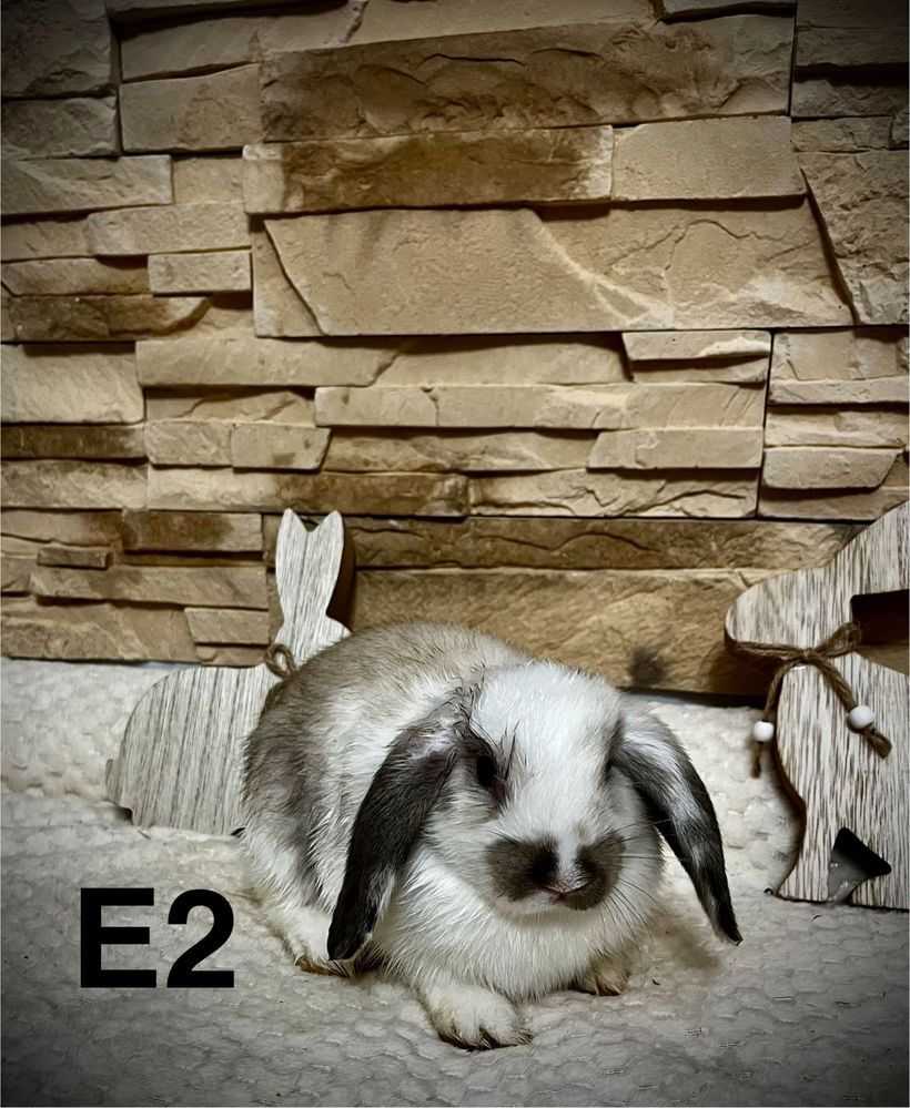 Króliczek Mini Lop Królik Baranek
