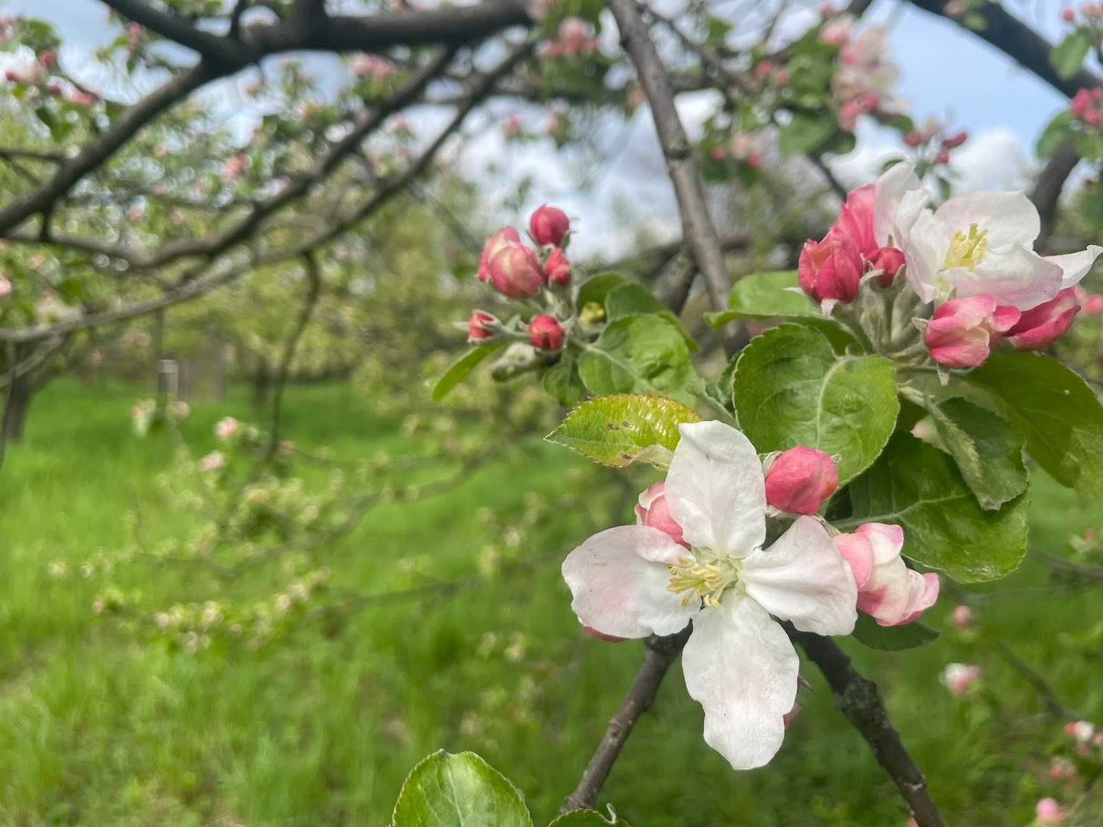 Продається земельна ділянка в с. Хижинці 7811