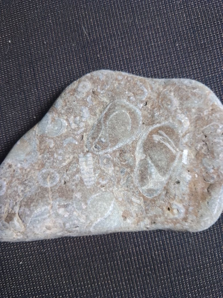 skamieliny z Bałtyku