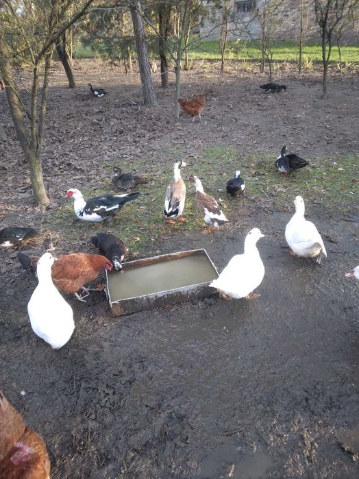 Zamienie kaczora biegusa