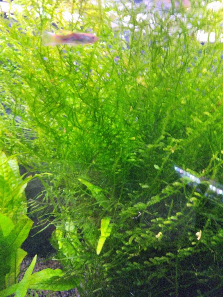Musgo de Java planta de aquário