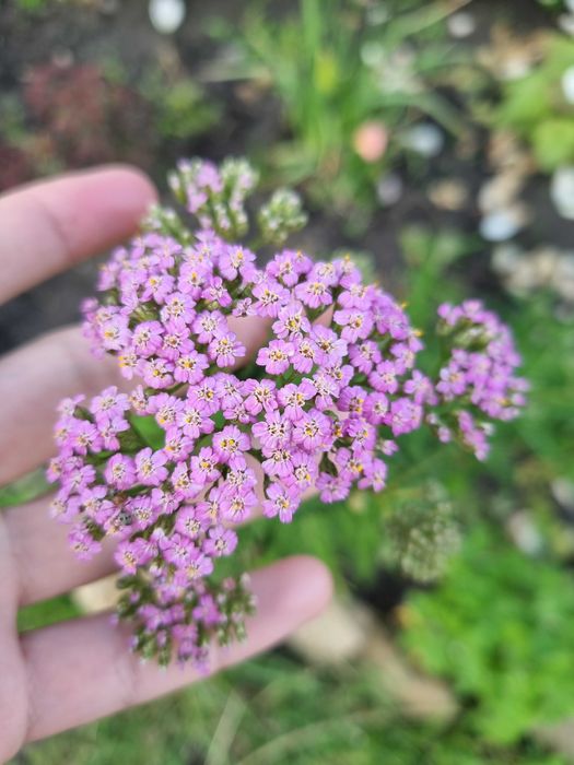 Набор тысячелистников саженцев