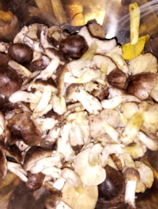 Grzyby świeże suszone prawdziwki kozak koźlarz maślak podgrzybek