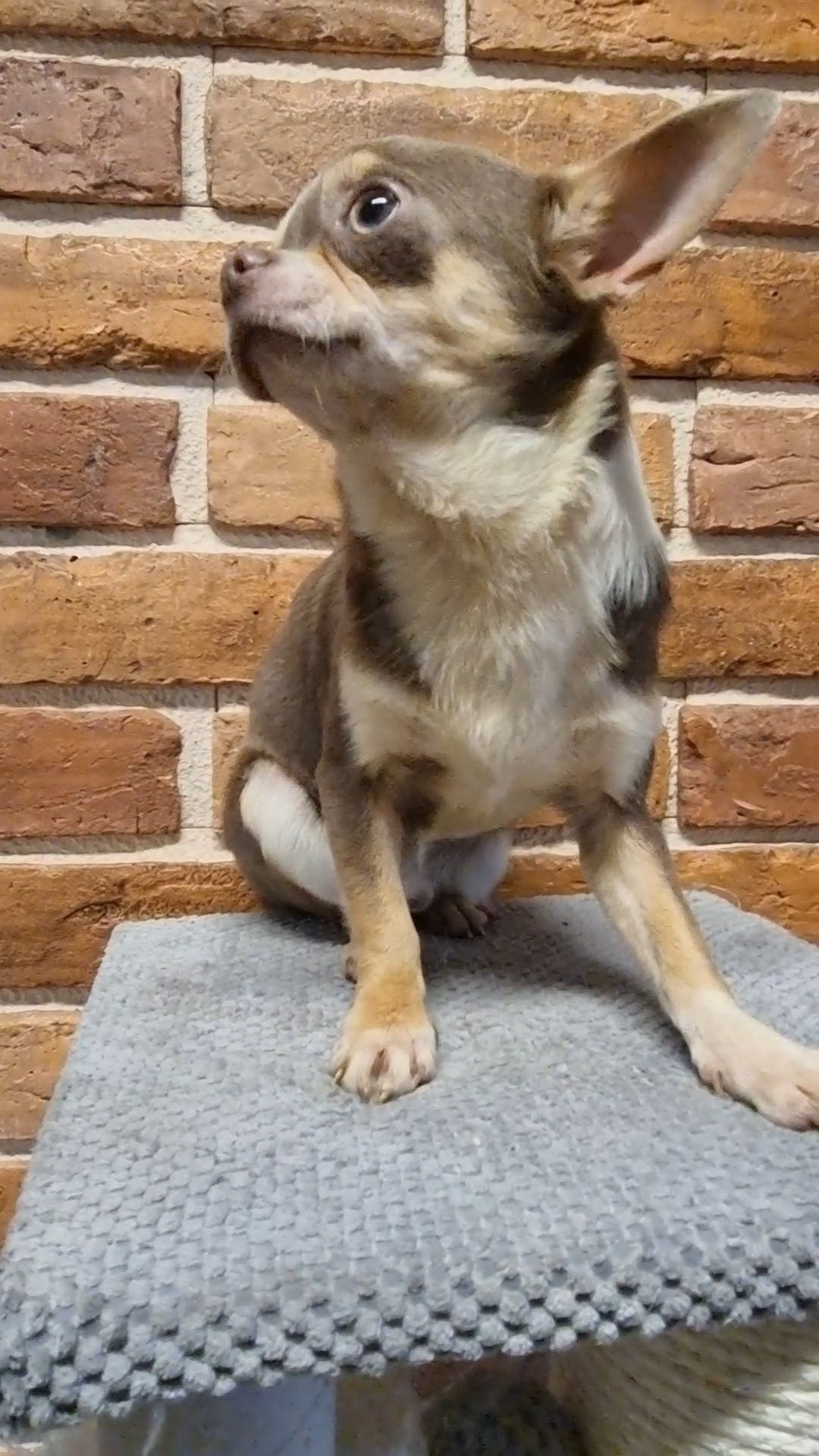 Chihuahua,  chow- chow. Krycie, reproduktor