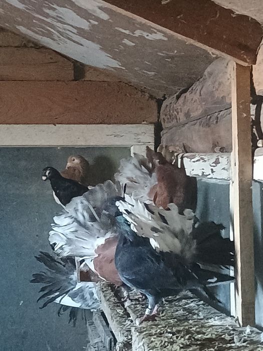 Gołębie pawie sprzedam