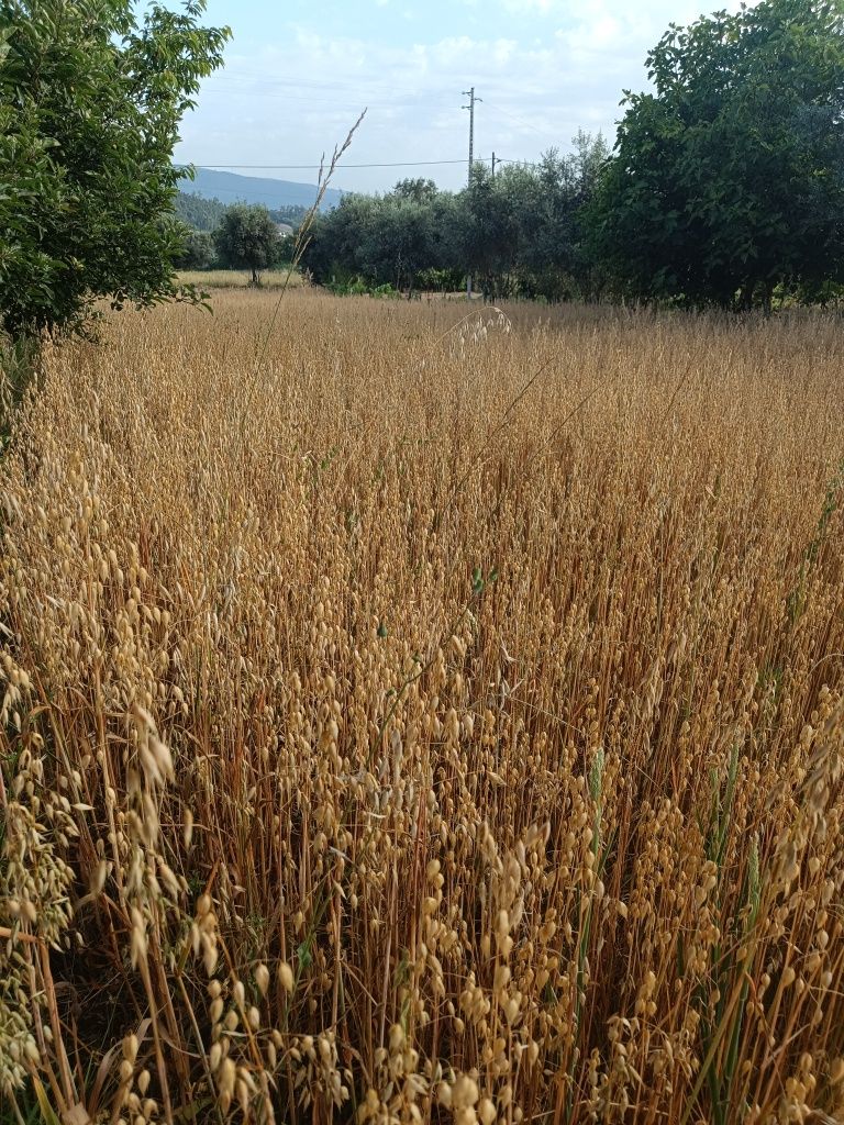 Vendo fardos de palha de aveia com grão