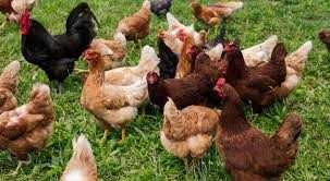 Kury Nioski Rosa Messa Dominant Tetra Lohman Sendi Leghorn ! DOWÓZ !!