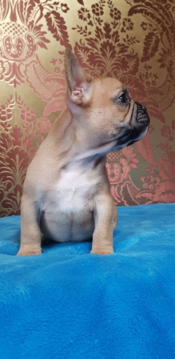 Кукляшная девочка французкий бульдог