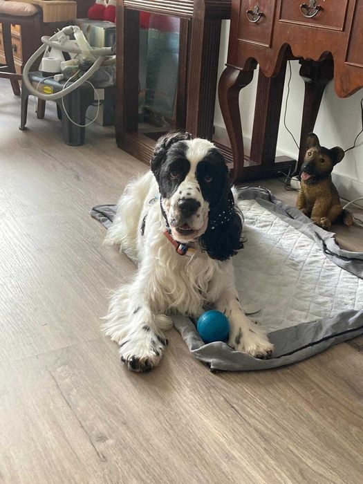 Pet Sitter / Dog Walker - Cuidadora de cães