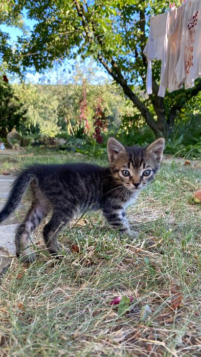 Кошенятка шукають люблячу домівку!