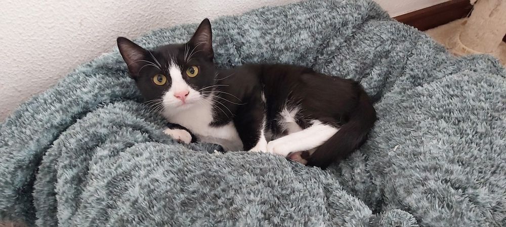 Gatinho para adoção