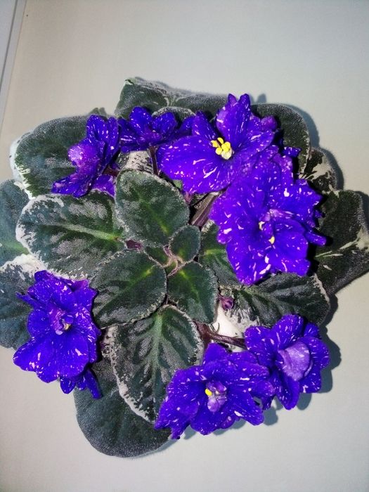 Листочки Фіалки Фунамбула