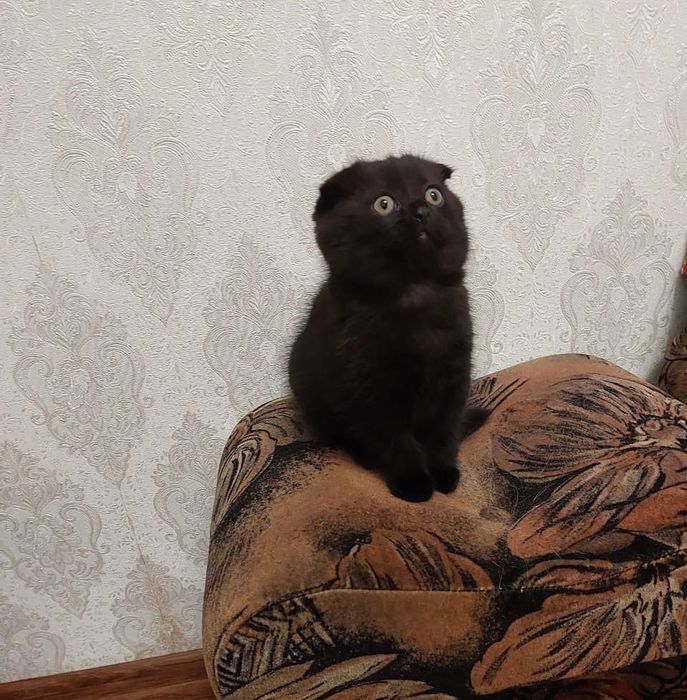 Кошеня британка (дівчинка) 2 міс.