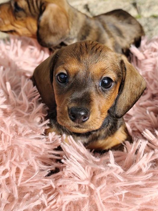 Teckel miniatura fêmea