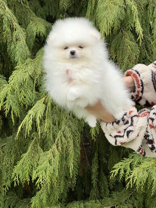 Szpic  sliczny samiec