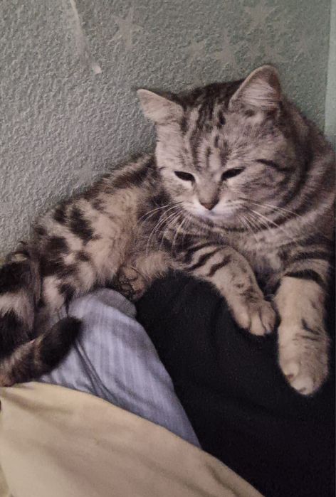 В'язка породистого шотландського кота