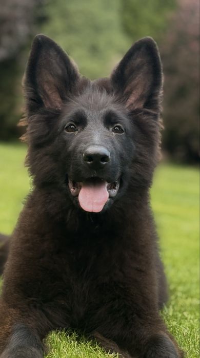 Wyselekcjonowana czarna suczka owczarka niemieckiego