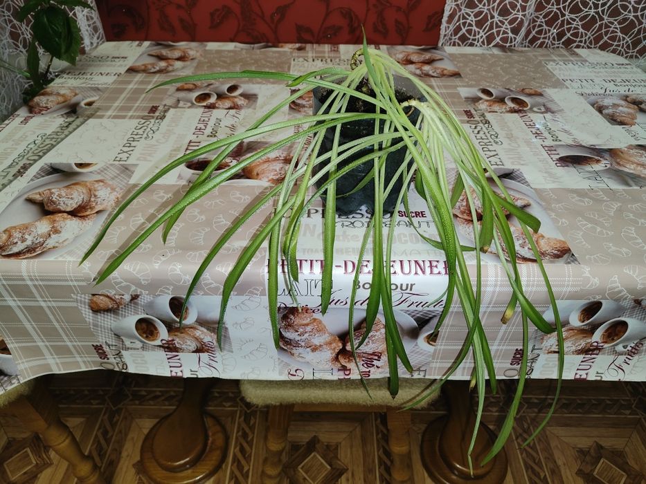 Продам комнатное растение Хлорофитум