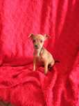 Exelente macho pinscher miniatura