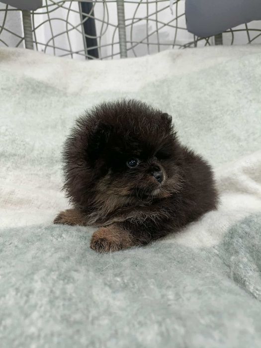 Wzorcowy mały szpic o wyjatkowym umaszczeniu Black and tan rodzice FCI