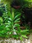 Plantas de aquário
