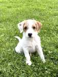 Parson Russell Terrier samiec gotowy do odbioru
