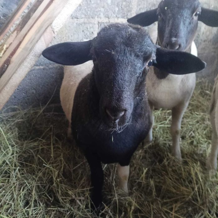 Owieczki dorper 3 miesieczne