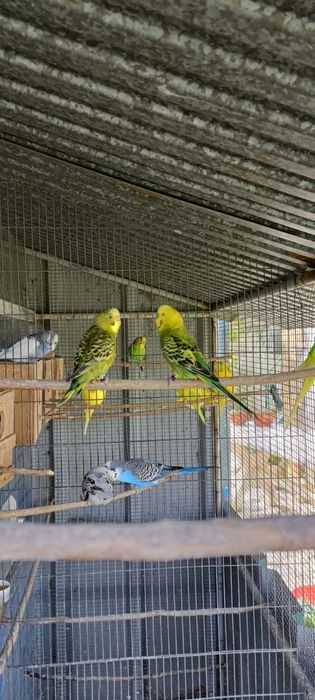 Periquitos e outras aves.