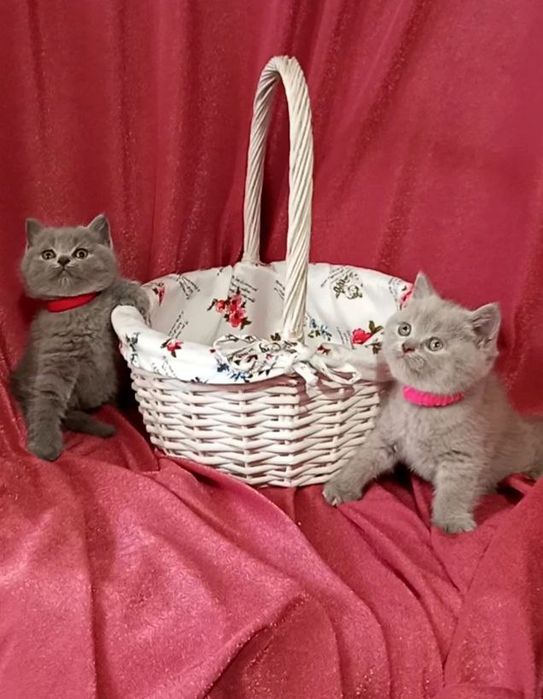 Котята : Мы котята озорные, лилаки и голубые .