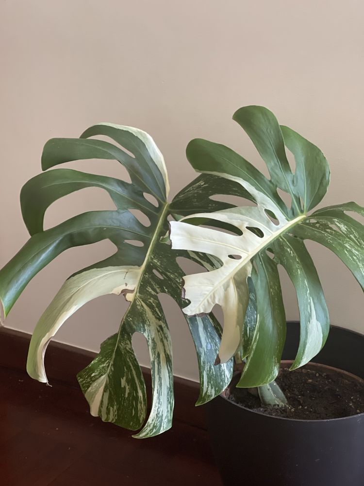 Planta Monstera  variagata