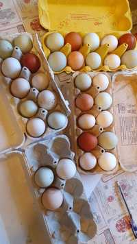 Jaja jajka spożywcze lęgowe kurze kacze biegusa