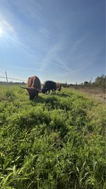 Krowy highland byk