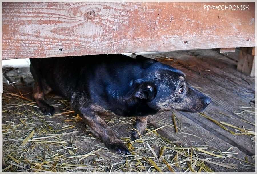 Bójka – przerażona, schowana przed światem potrzebuje pomocy