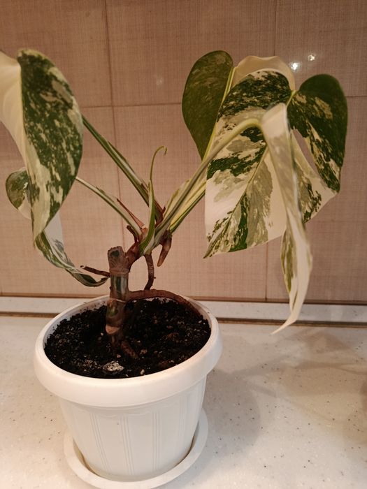 Монстера Альба мраморна