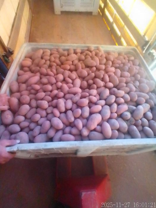 Batata Roxa Nova em quantidade