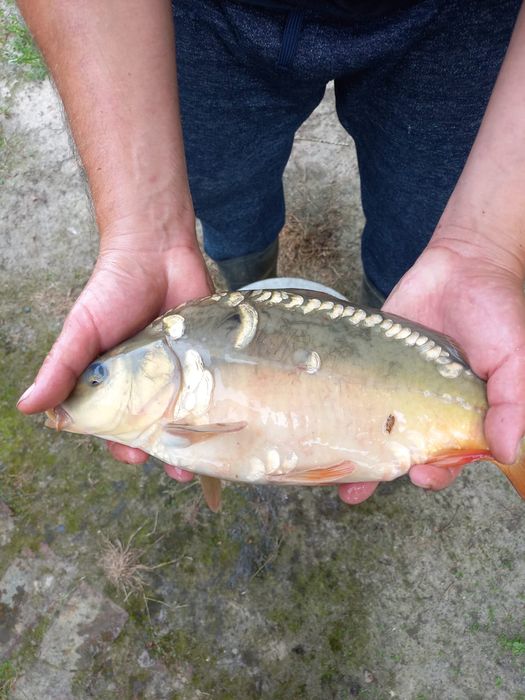 Karp handlowy i kroczek.