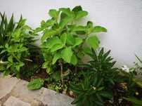 Vendo planta boldo