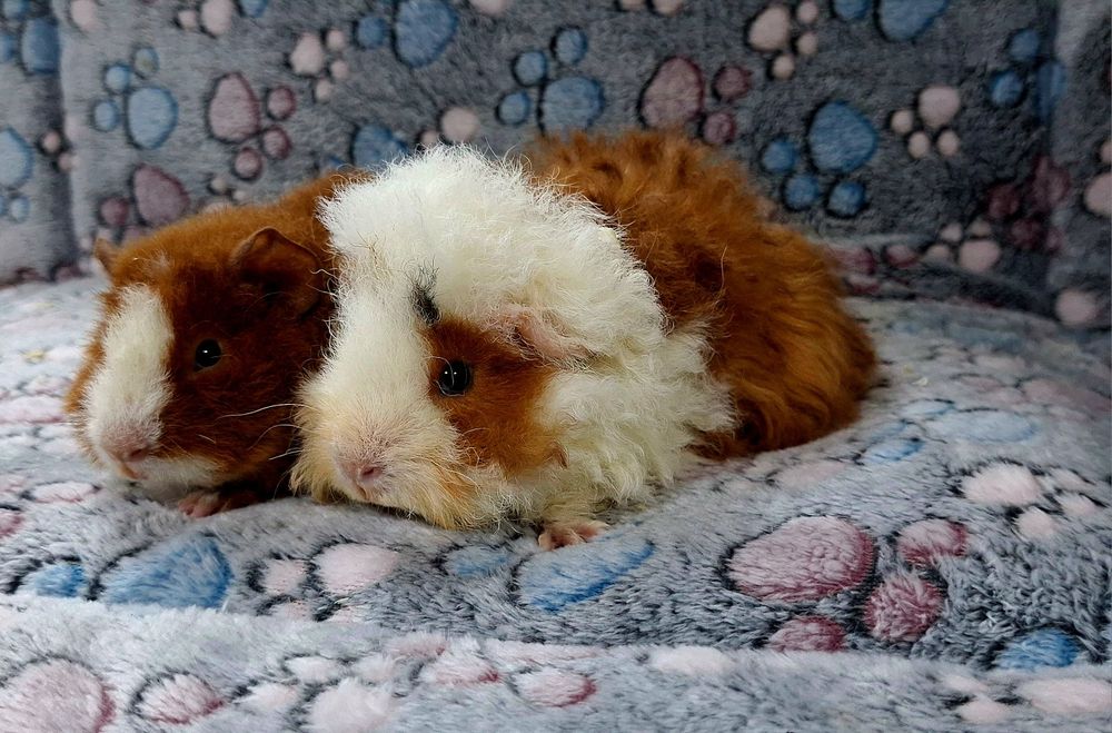 Świnki morskie samiczki Us Teddy