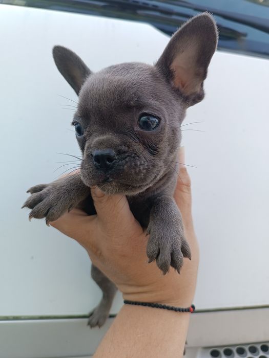 Французики чистокровні,красиві,здорові,розумні,найкращі,різних колір