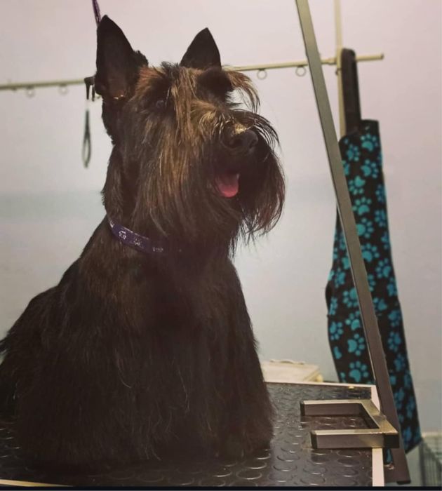 Стрижка, тримминг собак и кошек. Не дорого