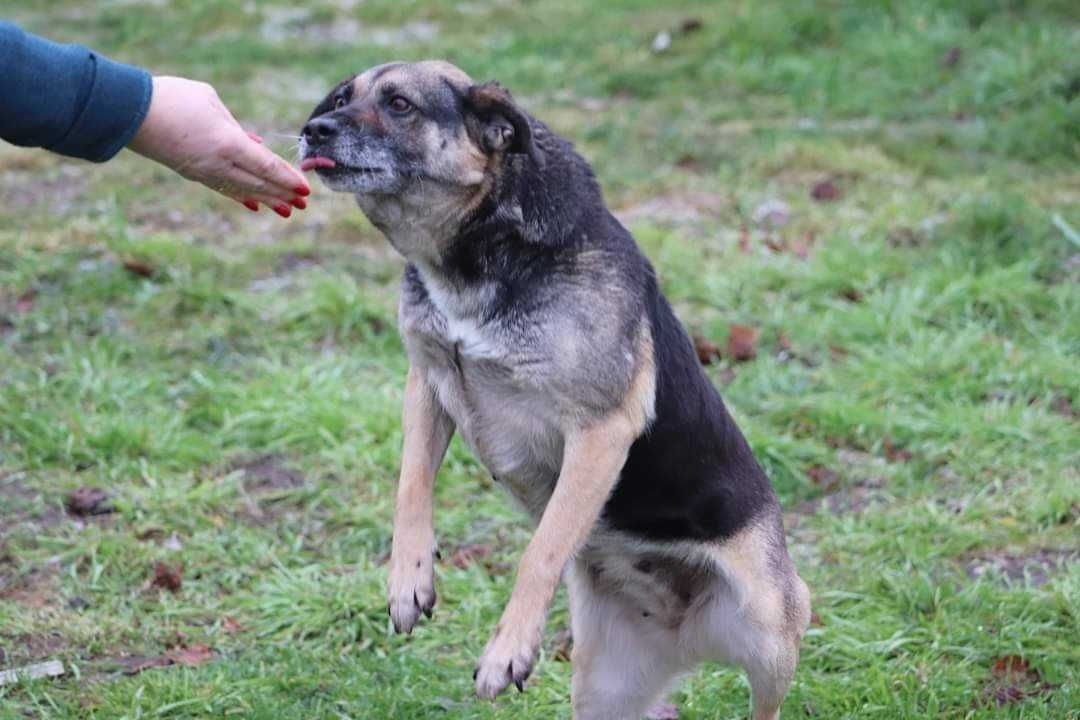 Urocza seniorka Szrama szuka domu