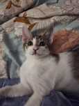 Kitek do adopcji