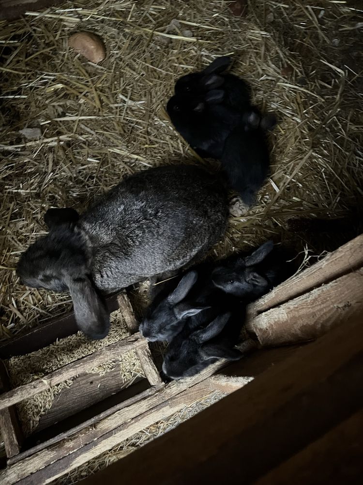 Barany francuskie i olbrzymy belgijskie