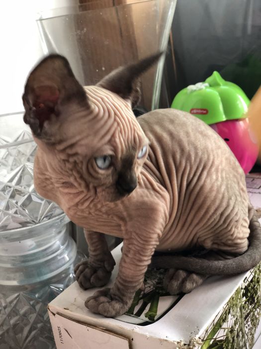 Гарна дівчинка  канадский сфінкс