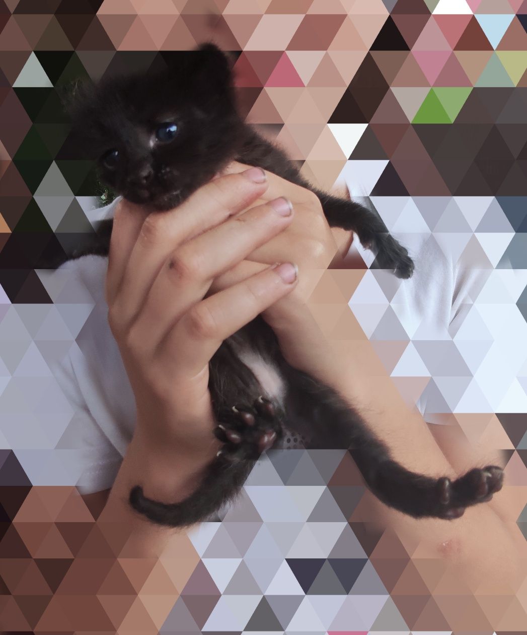 Кошеня кіт котики
