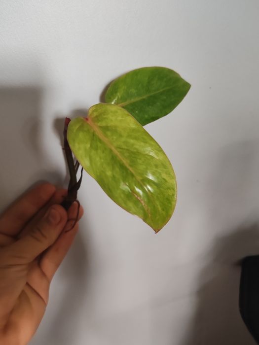 Philodendron Painted Lady