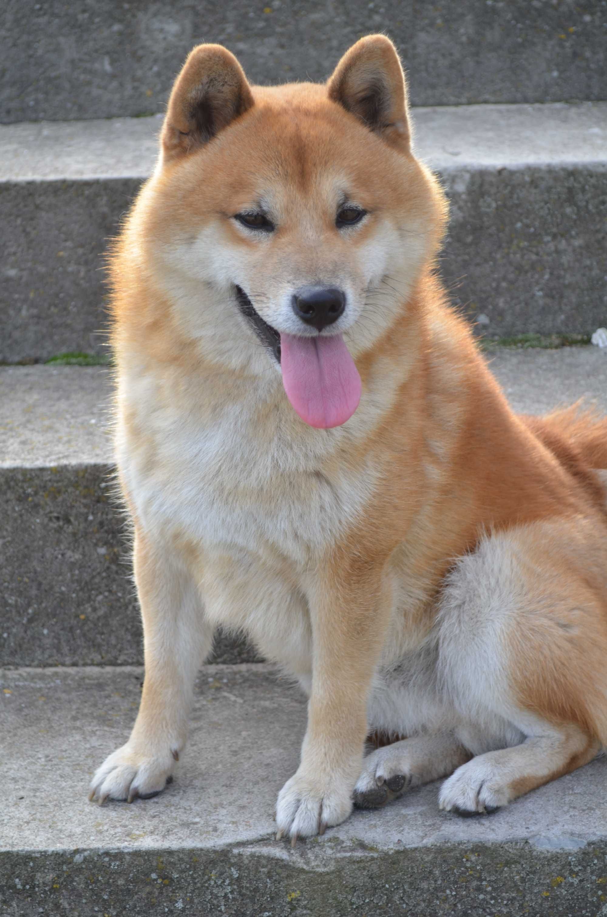 Reproduktor Shiba Inu