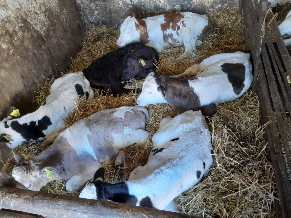 Cielaki byczki mieszańce miesne NCB bezrozny