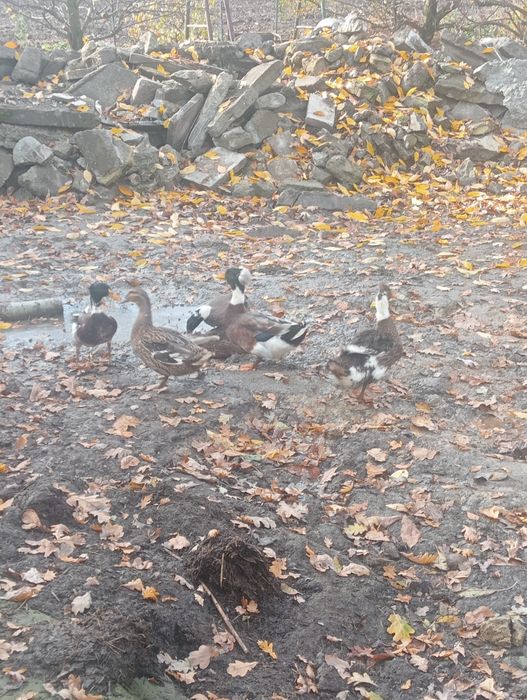 Kaczki i kaczory staropolskie z czubem