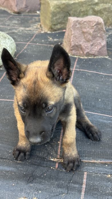 Owczarek Belgijski Malinois szczeniak